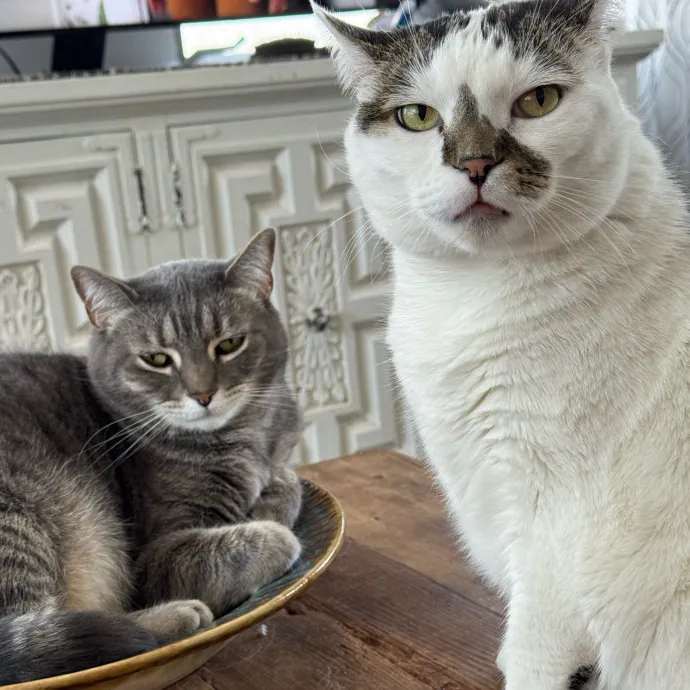 The Cat Concierge