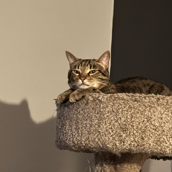 The Cat Concierge