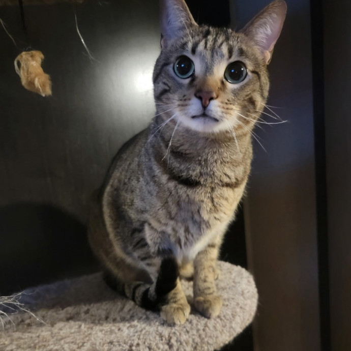 The Cat Concierge