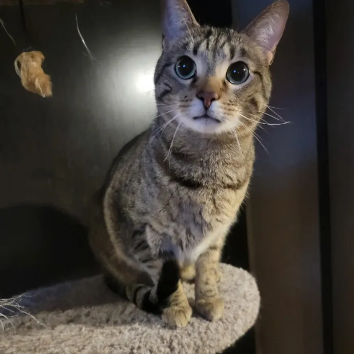 The Cat Concierge