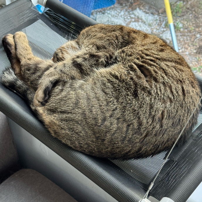 The Cat Concierge