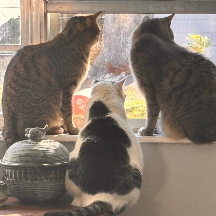 The Cat Concierge