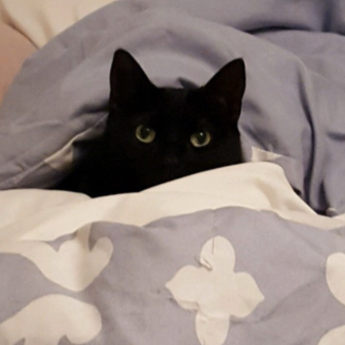 The Cat Concierge