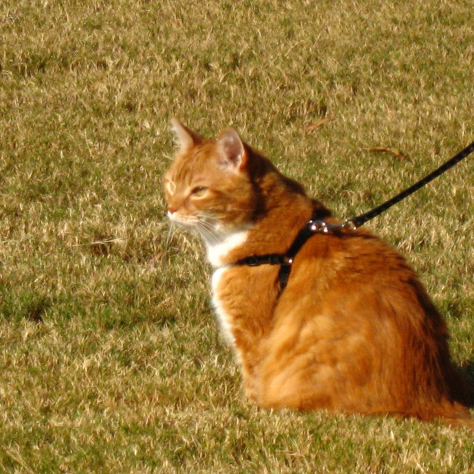 The Cat Concierge