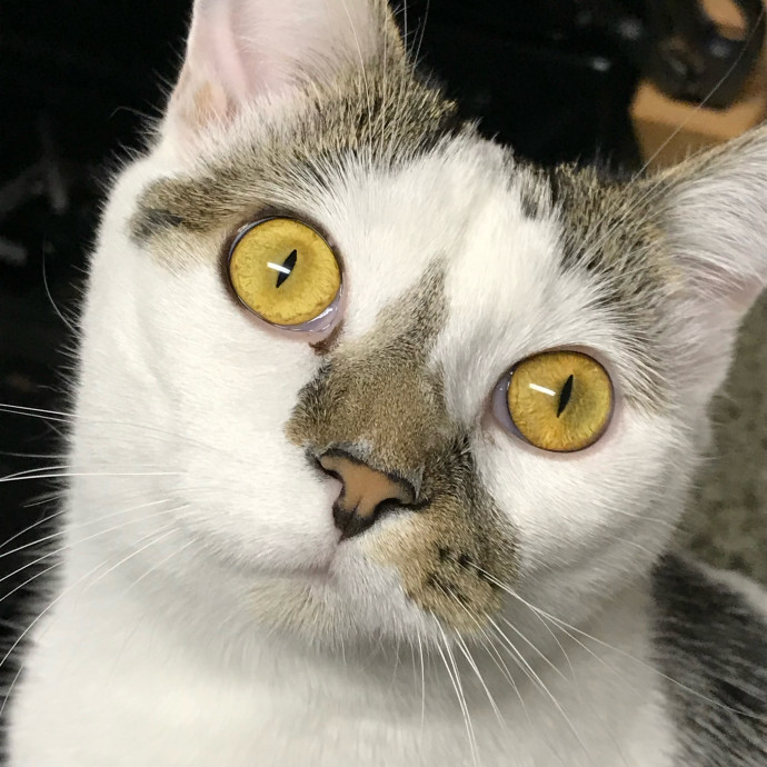 The Cat Concierge