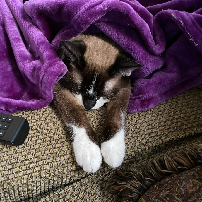 The Cat Concierge