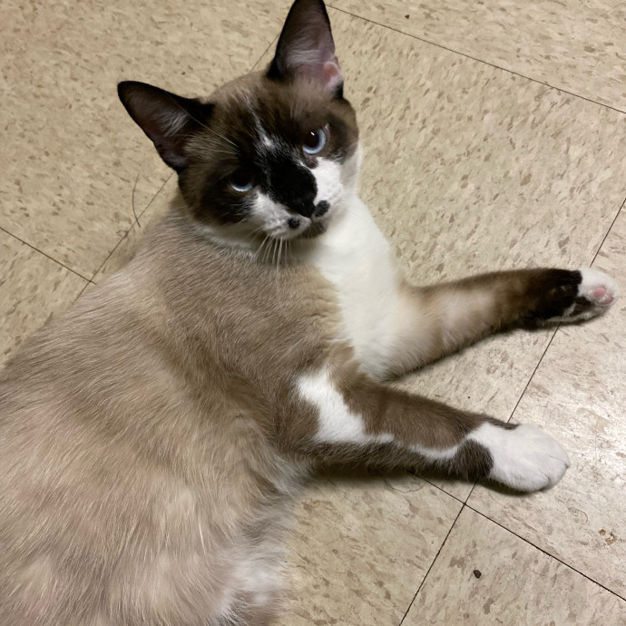 The Cat Concierge