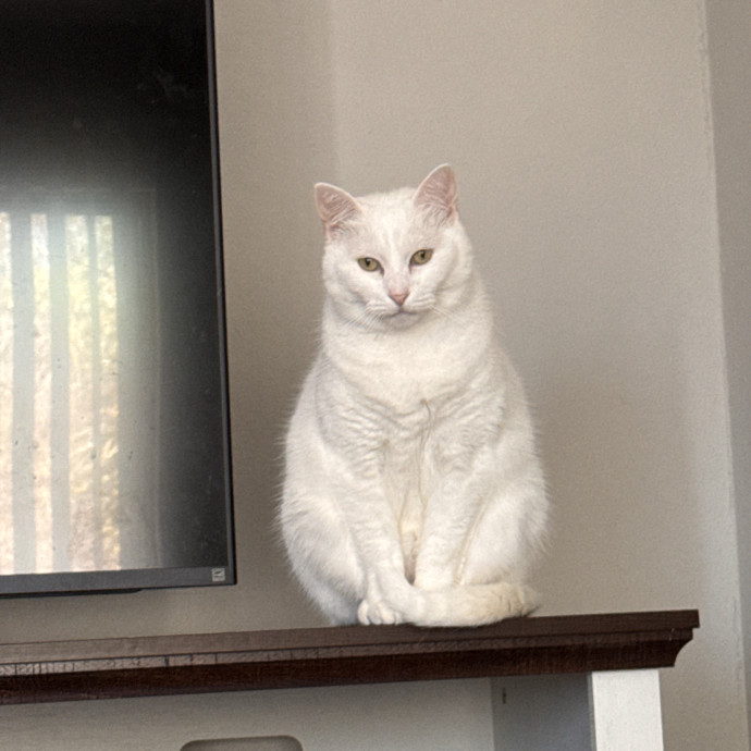 The Cat Concierge