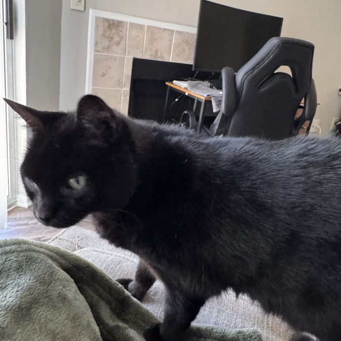 The Cat Concierge
