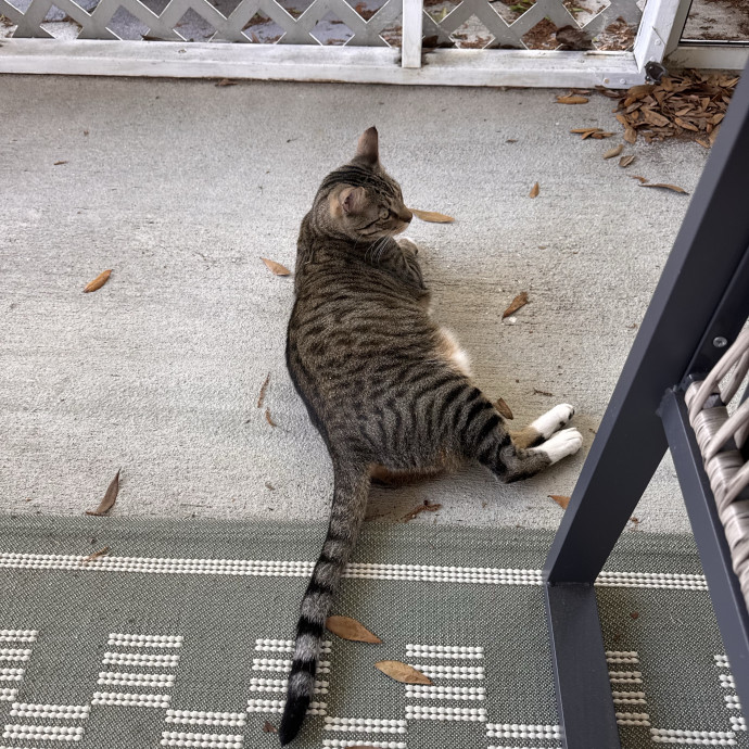 The Cat Concierge