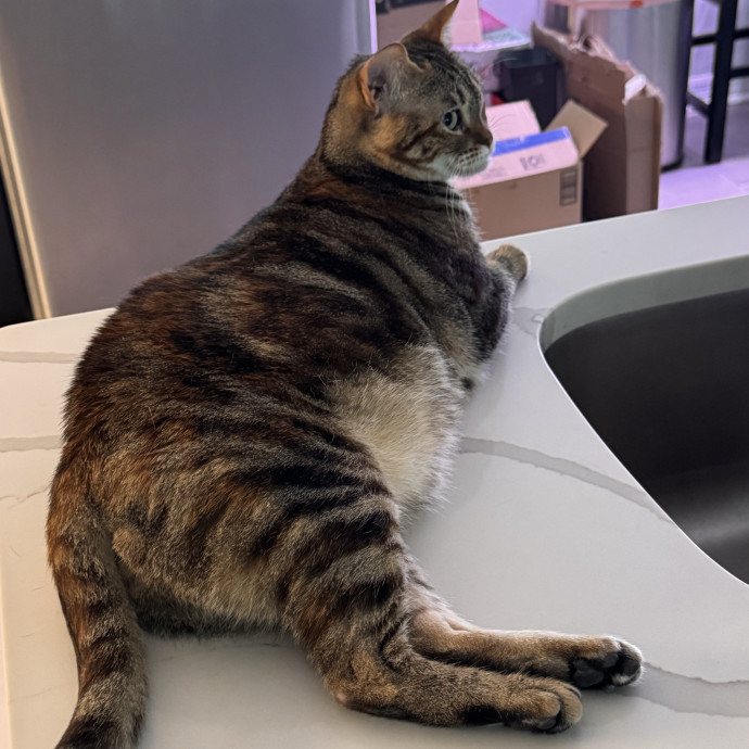 The Cat Concierge