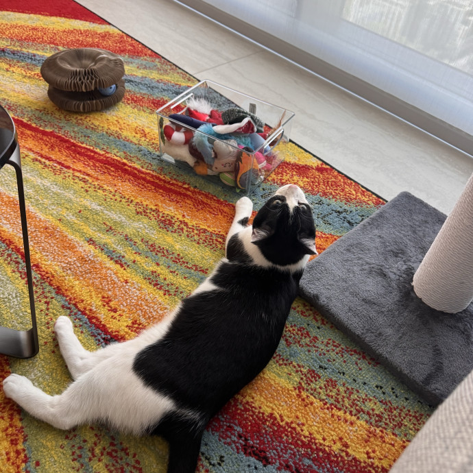 The Cat Concierge photo 3