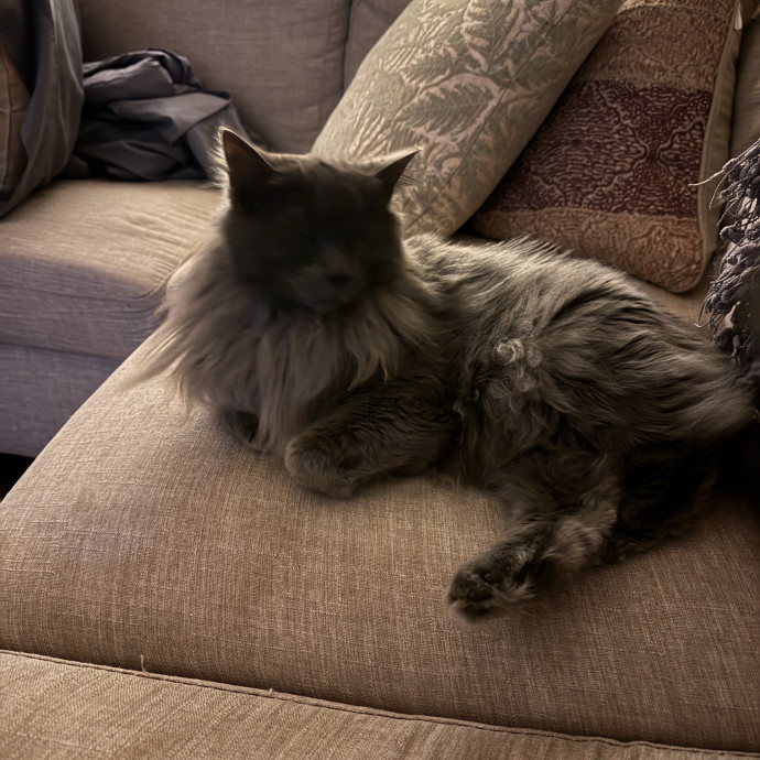 The Cat Concierge photo 2