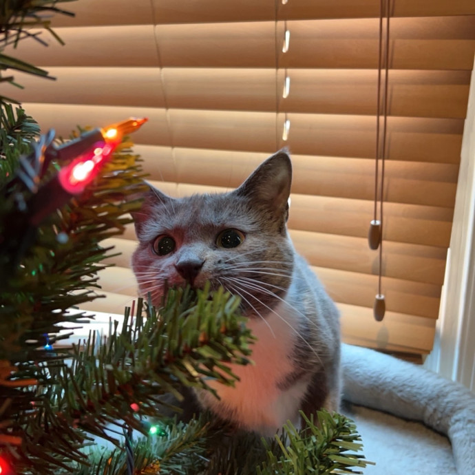 Jae The Cat Magnet