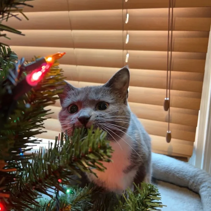 Jae The Cat Magnet photo 4