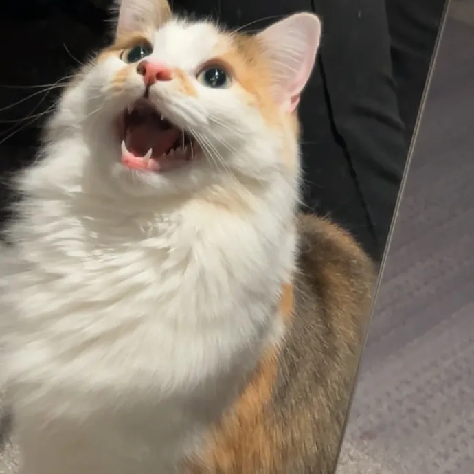 Jae The Cat Magnet photo 3