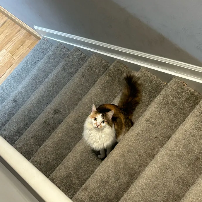 Jae The Cat Magnet photo 2