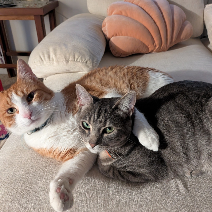 Purrrsonalized Care 4 Every Personality photo 3