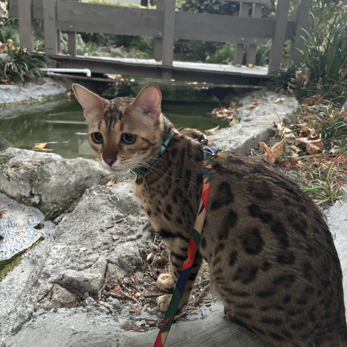 Purrrsonalized Care 4 Every Personality photo 2