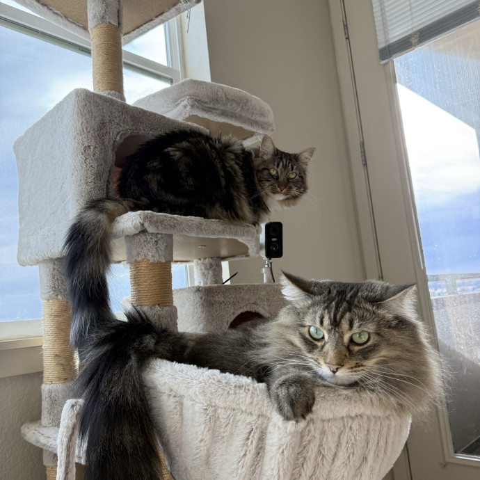 Cooper's Cat Sitting photo 2