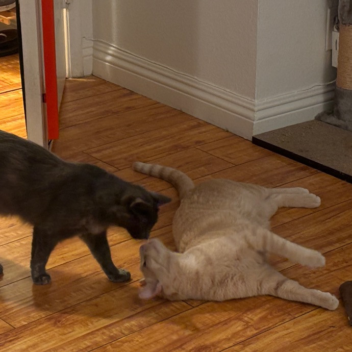 Cat Whisperer