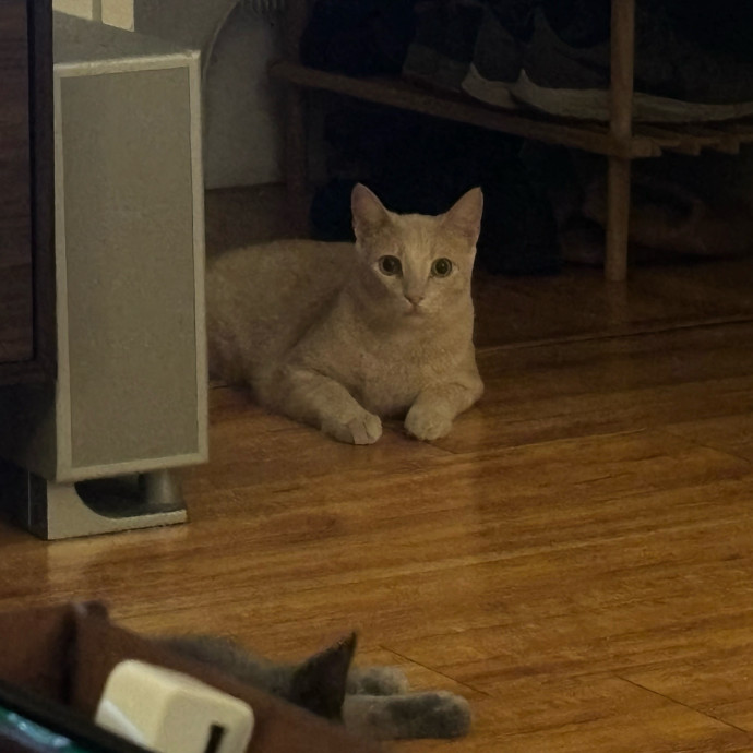 Cat Whisperer