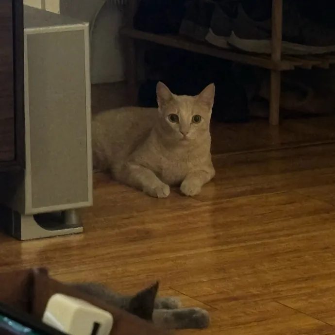 Cat Whisperer