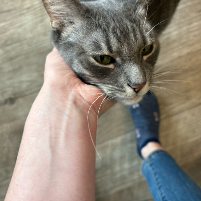 Cat Whisperer