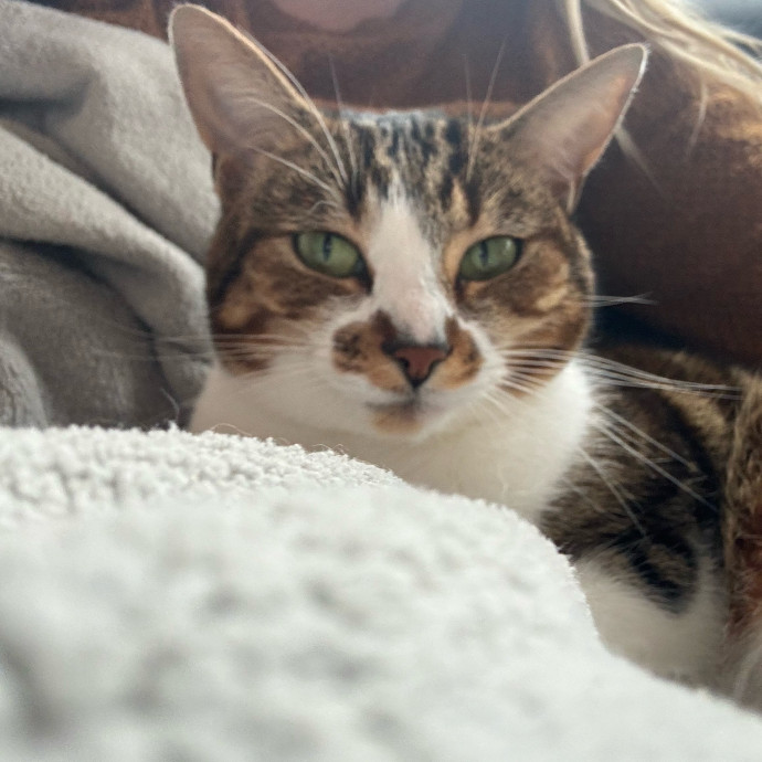 Cat Whisperer