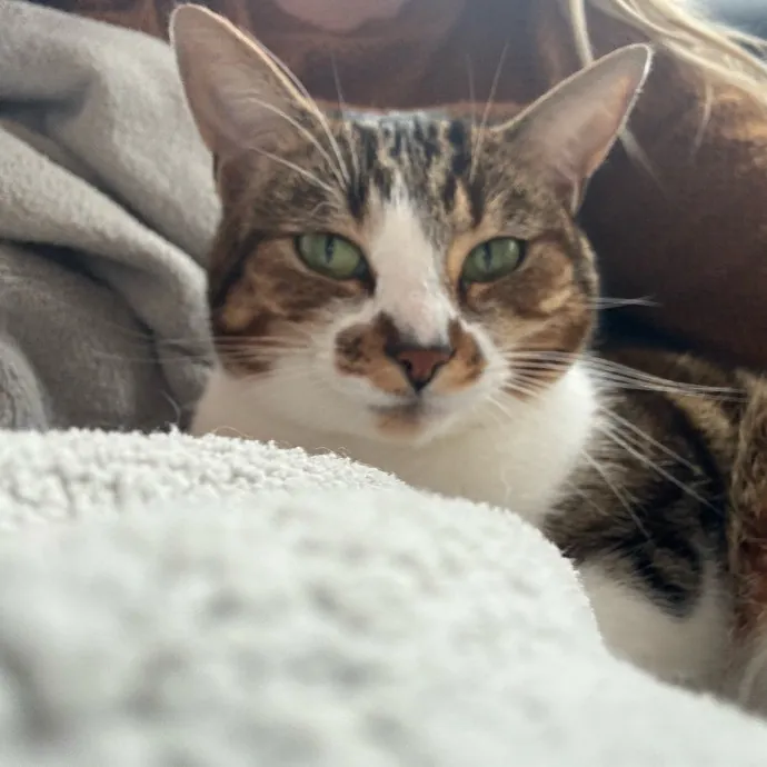 Cat Whisperer
