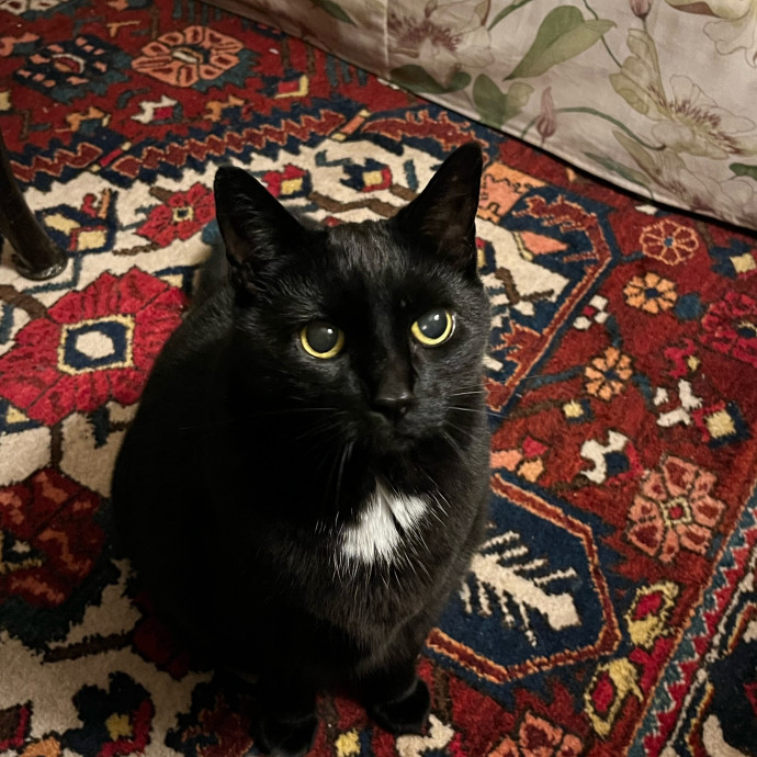 Meowry Poppins Pet Pampering
