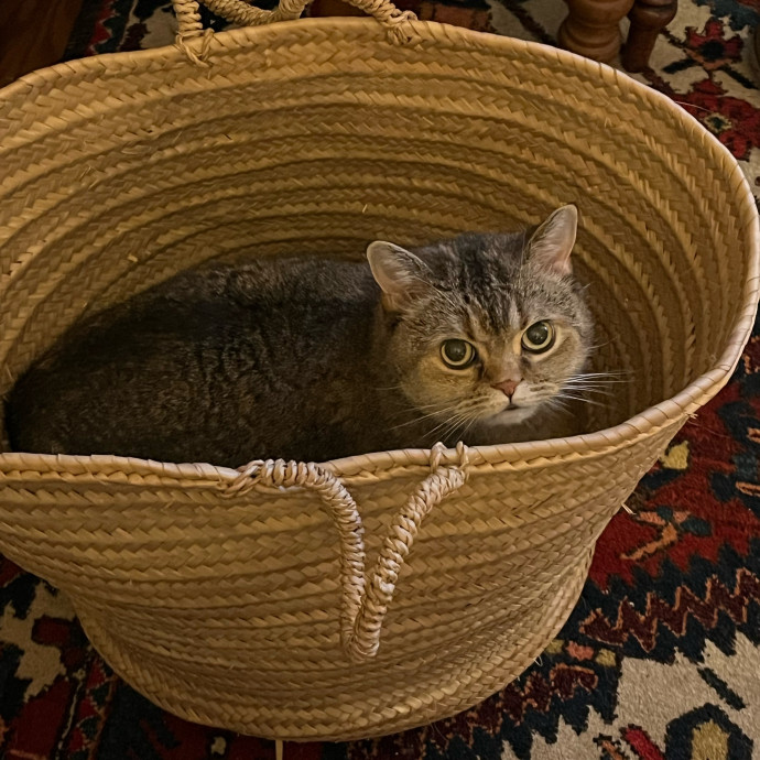 Meowry Poppins Pet Pampering