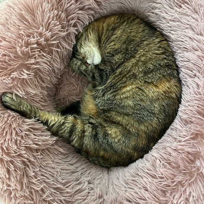 Meowry Poppins Pet Pampering