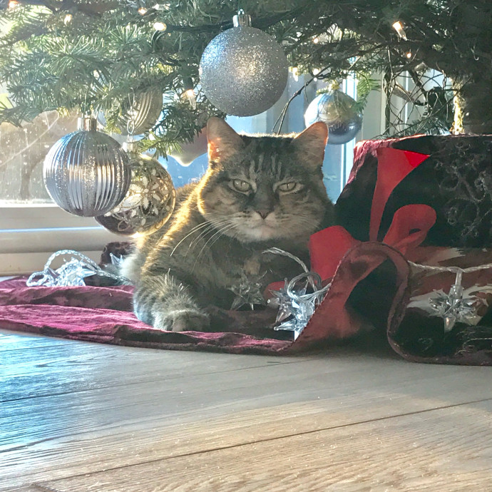 Meowry Poppins Pet Pampering
