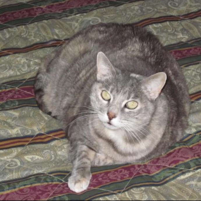 Meowry Poppins Pet Pampering