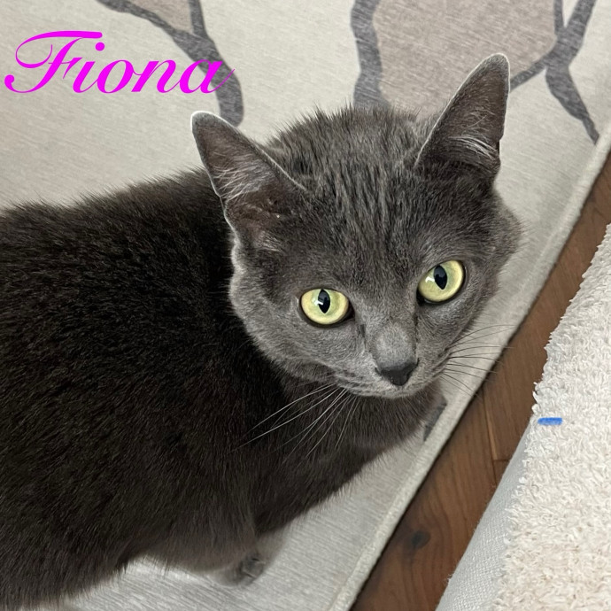 Meowry Poppins Pet Pampering