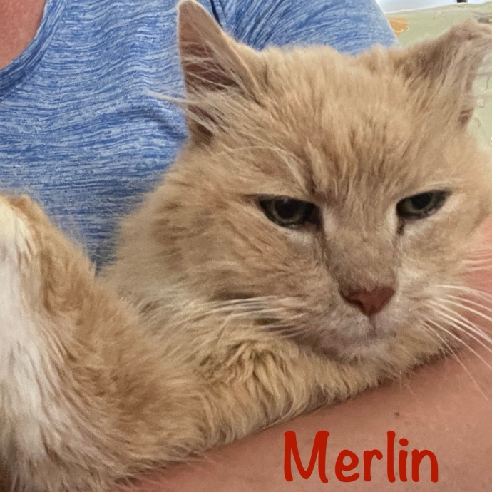 Meowry Poppins Pet Pampering