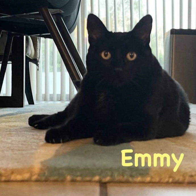 Meowry Poppins Pet Pampering