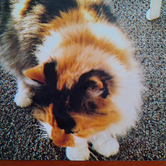 Beverly's South Bay Cat Sitting photo 2