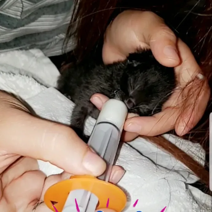 The Best Cat Mom As Your Sittier