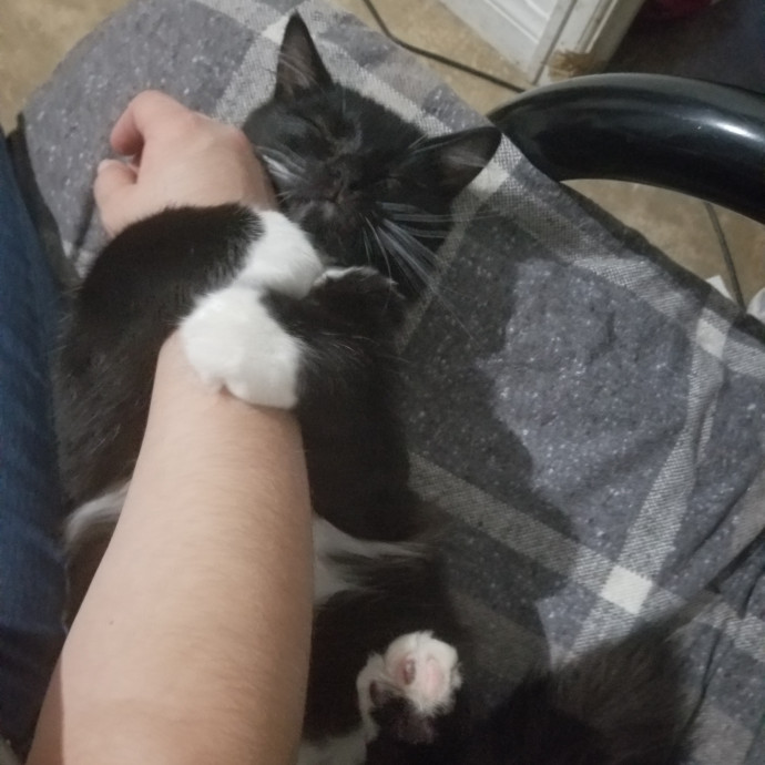 The Best Cat Mom As Your Sittier