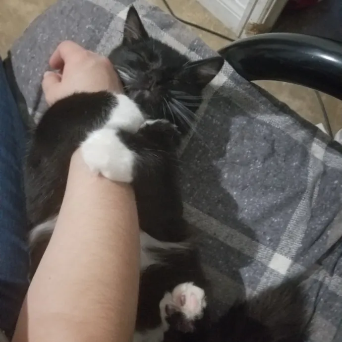 The Best Cat Mom As Your Sittier