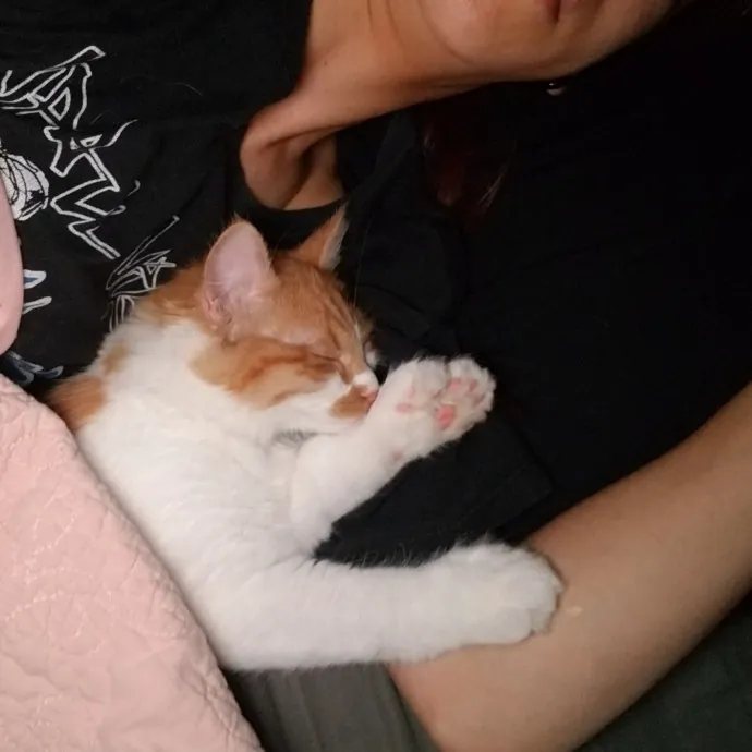 The Best Cat Mom As Your Sittier