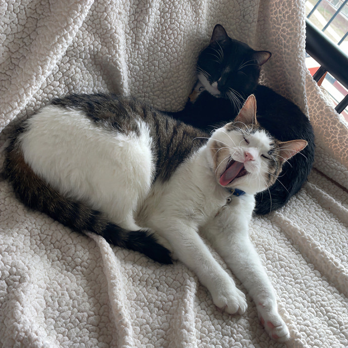Gin's Cat Sitting