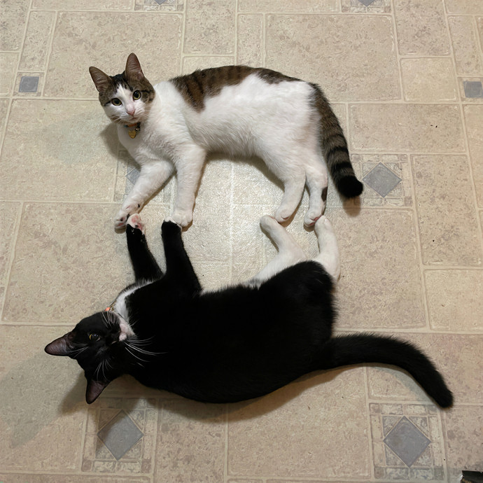 Gin's Cat Sitting
