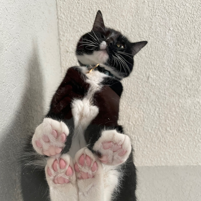 Gin's Cat Sitting photo 3