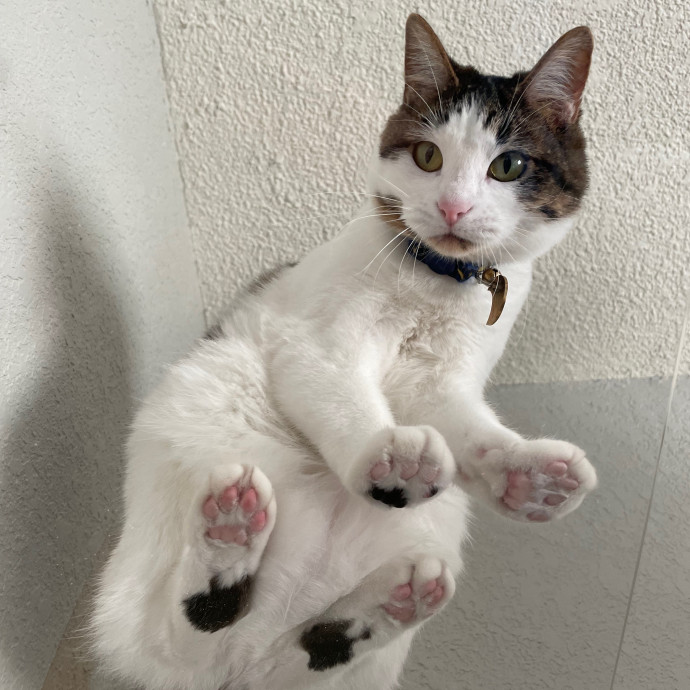 Gin's Cat Sitting photo 2