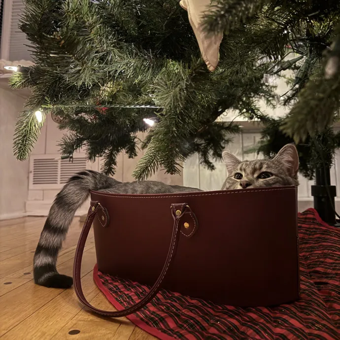 Trustworthy Cat Sitter  Kitty Spoiler