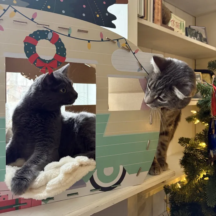 Trustworthy Cat Sitter  Kitty Spoiler