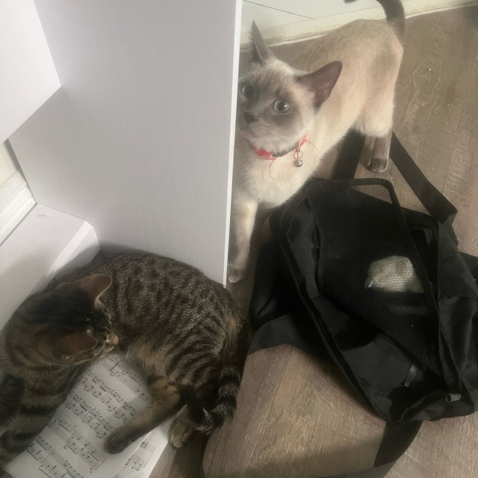 Loving Cat Mom  Reliable Cat Sitter